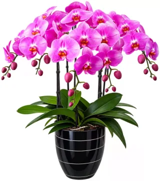 Dáng Ngọc – chậu hồ điệp tím hồng · 1586