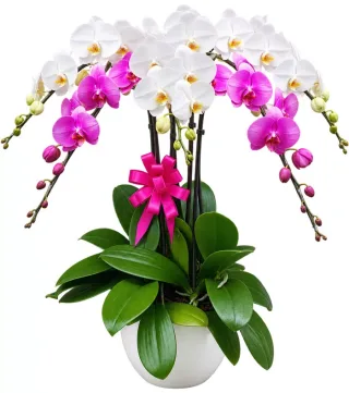 Nhã Hương – chậu hồ điệp trắng tím