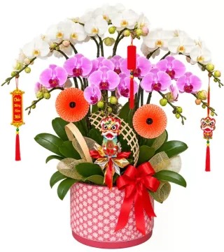 Ngọc An – chậu hồ điệp trắng hồng