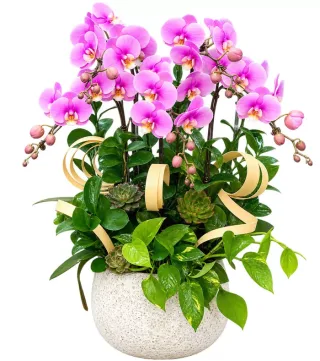 Góc Thanh Yên – chậu hồ điệp tím hồng