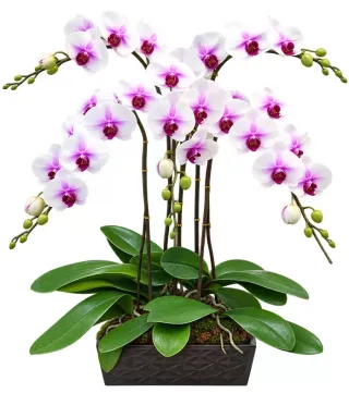 An Lộc – chậu hồ điệp trắng tâm tím