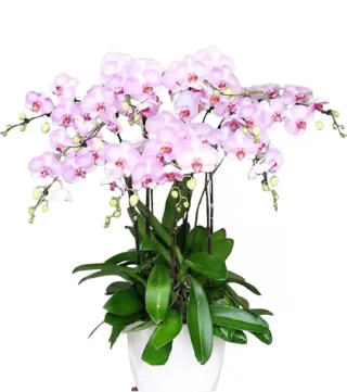 Góc Thanh Yên – chậu hồ điệp hồng phấn