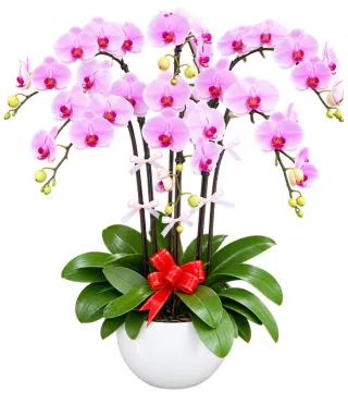 Gửi Phúc An – chậu hồ điệp hồng trắng