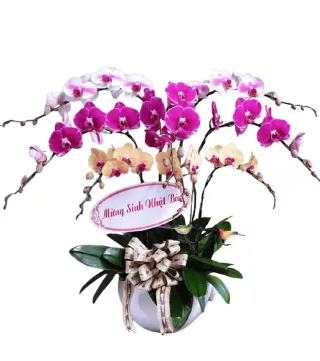 Dáng Ngọc – chậu hồ điệp cùng tím hồng