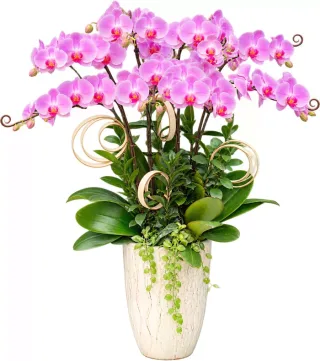An Hòa – chậu hồ điệp tím hồng · 1558
