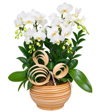 An Hòa – chậu hồ điệp trắng