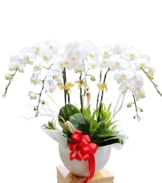 Thanh Nhã – chậu hồ điệp trắng · 0374