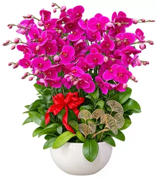 Hương An – chậu hồ điệp tím đậm · 1555