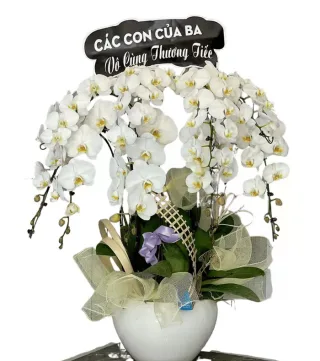Ngọc An – chậu hồ điệp trắng · 0404