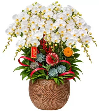 Thanh Vân – chậu hồ điệp trắng