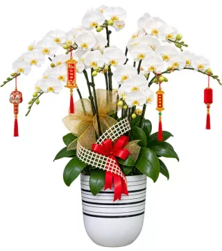 Dáng Ngọc – chậu hồ điệp trắng · 1615