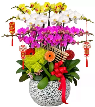Tân Hỷ – chậu hồ điệp vàng trắng tím
