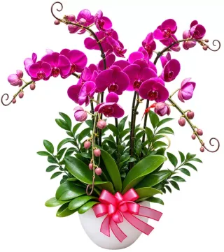 Nhã Ý – chậu hồ điệp tím đậm