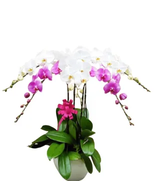 An Hòa – chậu hồ điệp trắng xen hồng tím