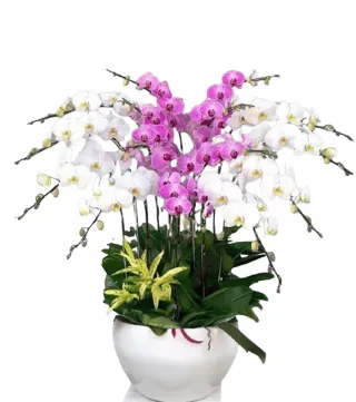 An Lộc – chậu hồ điệp trắng cùng hồng tím