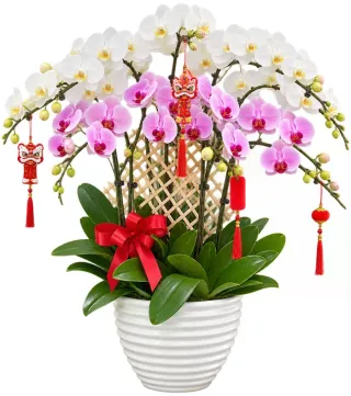 Bình Minh – chậu hồ điệp trắng hồng