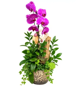Phúc Hòa – chậu hồ điệp tím đậm