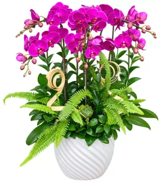 Dáng Ngọc – chậu hồ điệp tím hồng · 1533
