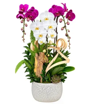 Tịnh An – chậu hồ điệp tím trắng