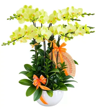 Lộc An – chậu hồ điệp vàng nhạt