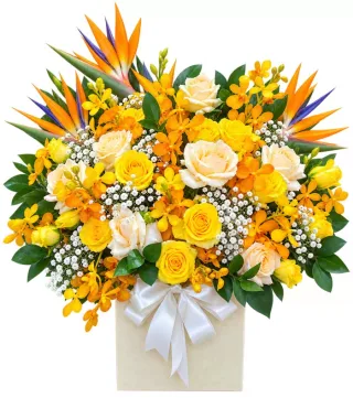 Bình Yên Nhỏ – hoa hộp vàng cùng thiên điểu