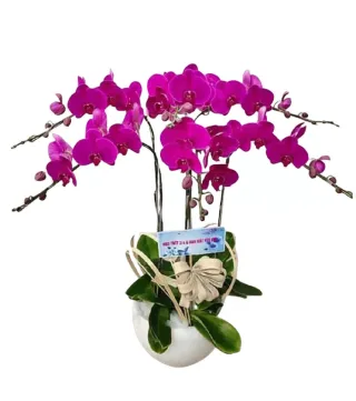 Hương An – chậu hồ điệp tím hồng khoảng ba cành chính uốn
