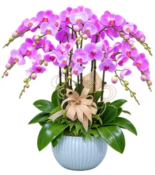 Tân Hỷ – chậu hồ điệp tím hồng