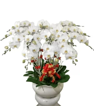 Cát An – chậu hồ điệp trắng · 0380