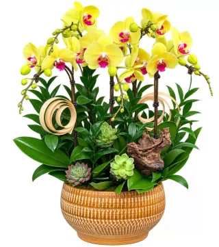 Sắc Xuân – chậu hồ điệp vàng · 1535