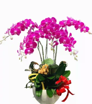Mộc An – chậu hồ điệp tím hồng · 0377