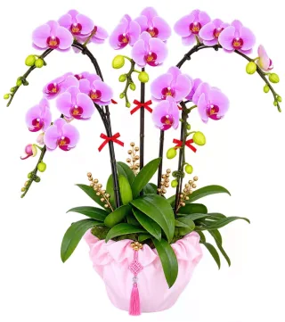 Thanh Quý – chậu hồ điệp tím hồng