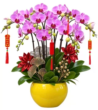 An Khánh – chậu hồ điệp tím hồng · 1636