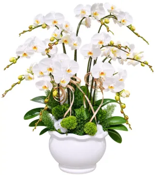 Mộc An – chậu hồ điệp trắng · 1578