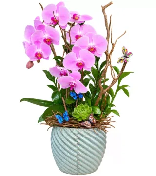 Mộc An – chậu hồ điệp tím hồng · 1607