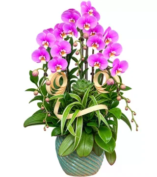 An Khánh – chậu hồ điệp tím hồng · 1606