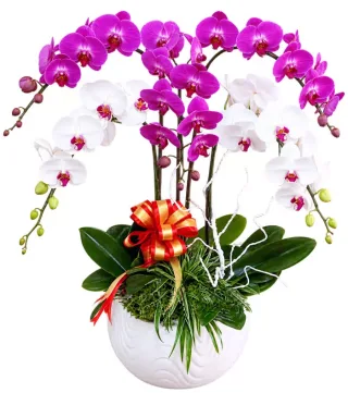 Xuân Nhã – chậu hồ điệp tím trắng