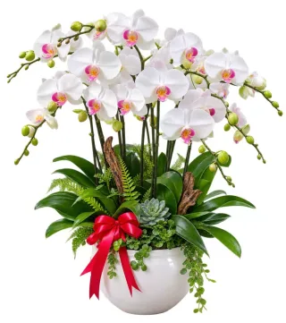 Thanh Tâm – chậu hồ điệp trắng tâm hồng
