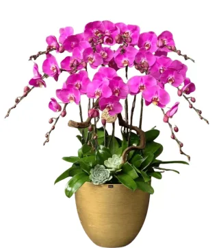 Phúc Hòa – chậu hồ điệp tím hồng đậm