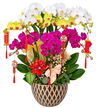 Dáng Thanh – chậu hồ điệp trắng vàng tím