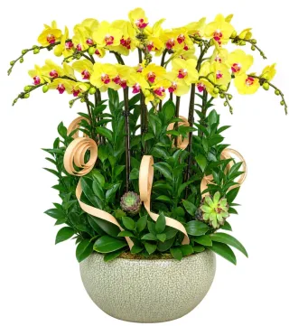 Ngọc An – chậu hồ điệp vàng