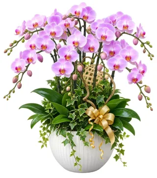 Thanh Nhã – chậu hồ điệp hồng tím nhạt