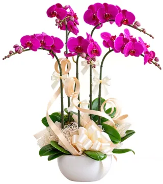 Nhã An – chậu hồ điệp tím đậm · 1587