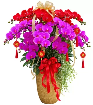 Tân Hỷ – chậu hồ điệp đỏ tím