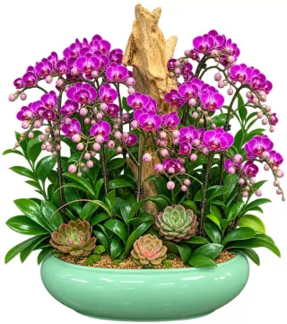An Lộc – chậu hồ điệp tím viền trắng