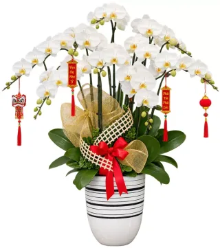 Nhã An – chậu hồ điệp trắng