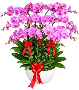 Nhã Hương – chậu hồ điệp hồng tím