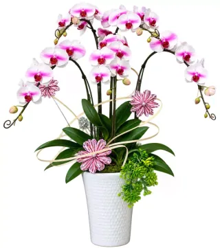 Dáng Xuân – chậu hồ điệp trắng tâm tím