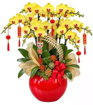 Tân Hỷ – chậu hồ điệp vàng