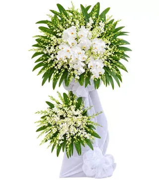 An Tịnh – kệ hoa phân ưu lan trắng