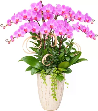 Vân Ngọc – chậu hồ điệp tím hồng · 1557